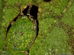 Tapeta National Geographic 594.jpg